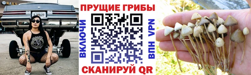 Галлюциногенные грибы мицелий  kraken как войти  Киренск 